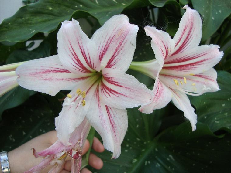 Hippeastrum ambiguum (c) copyright 2010 by Mariano Saviello.  All rights reserved.